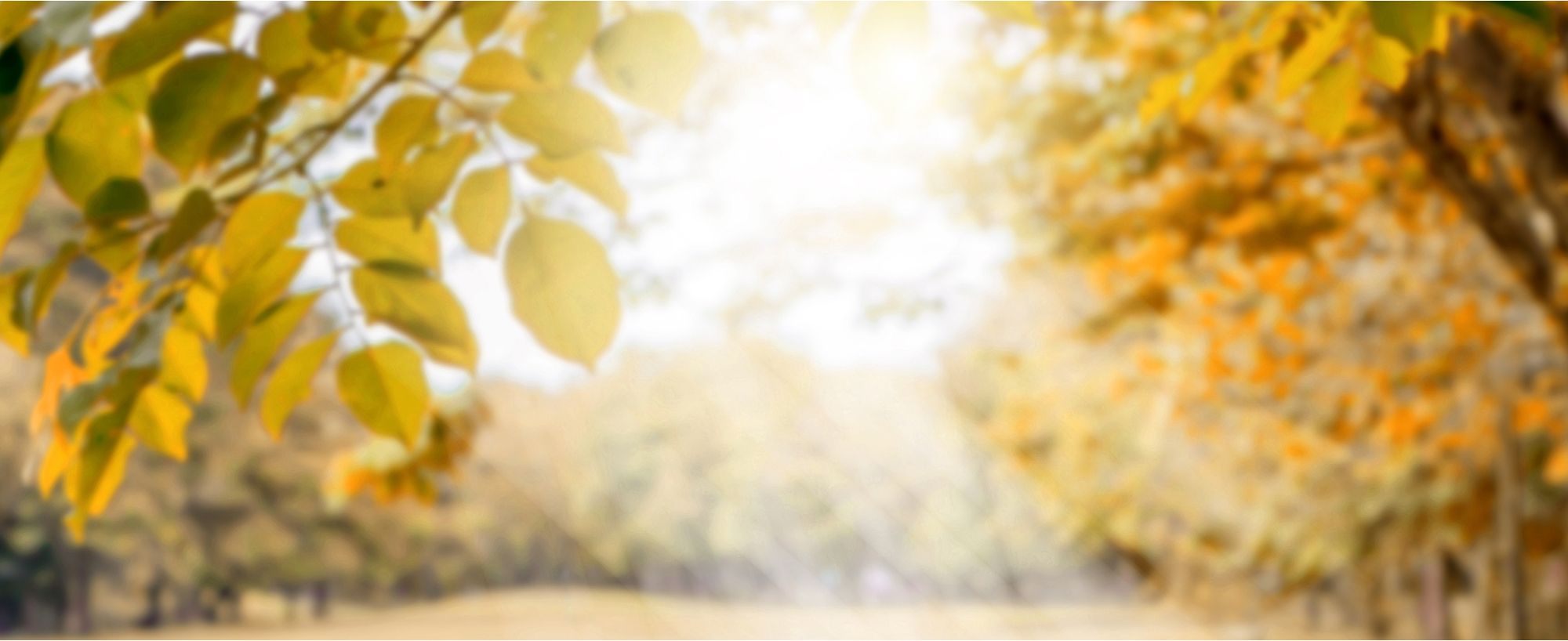 Farbige Herbstblätter, verschwommen dargestellt.